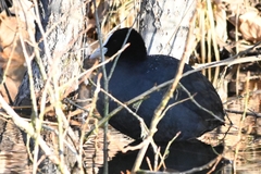 Fulica atra