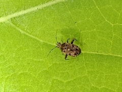 Charagochilus