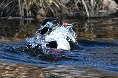Mergus merganser