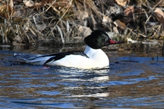 Mergus merganser