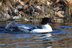 Mergus merganser