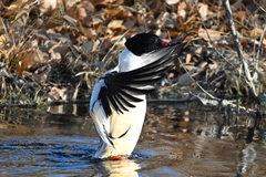 Mergus merganser