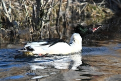 Mergus merganser
