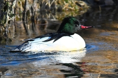 Mergus merganser