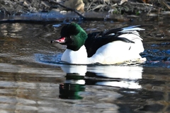 Mergus merganser