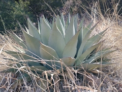 Agave parryi parryi
