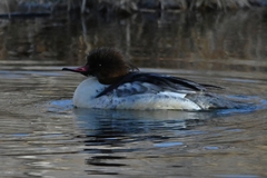 Mergus merganser