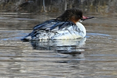Mergus merganser
