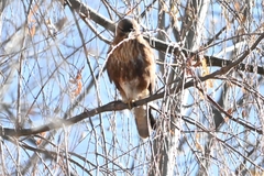 Buteo refectus