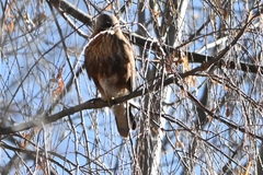 Buteo refectus