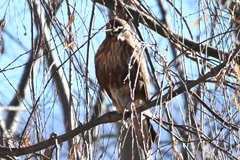 Buteo refectus