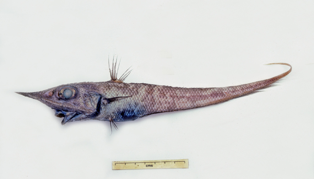 Upturned Snout Rattail