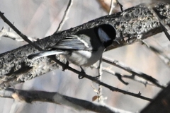 Parus minor