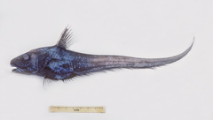 Naked Snout Rattail photo 1