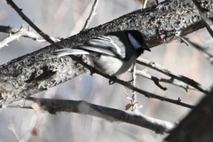 Parus minor
