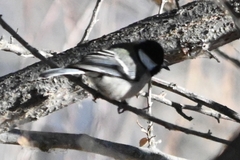 Parus minor