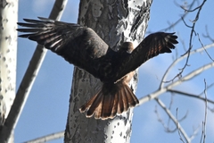 Buteo refectus