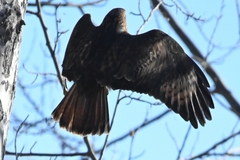 Buteo refectus