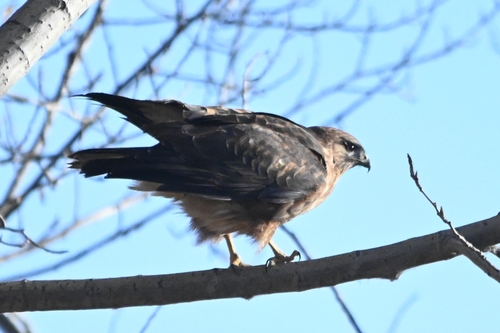 Buteo burmanicus