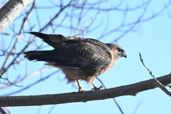 Buteo refectus