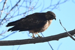 Buteo refectus