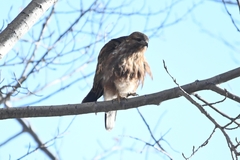 Buteo refectus