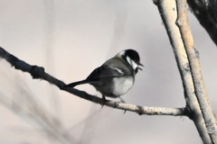 Parus minor