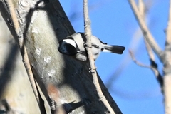 Parus minor