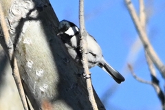 Parus minor