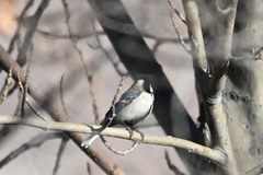 Parus minor