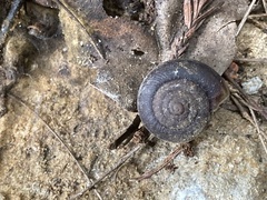 Helminthoglypta sequoicola