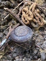 Helminthoglypta sequoicola