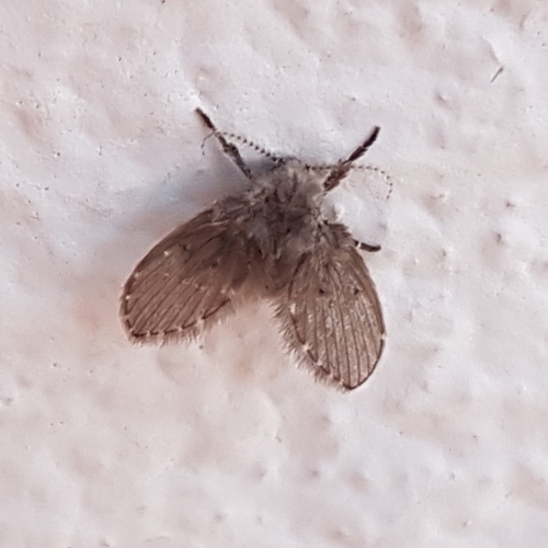 Photo of Bathroom Moth Fly (Clogmia albipunctata)