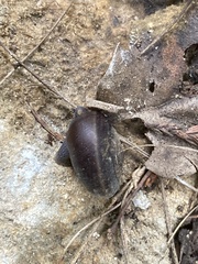 Helminthoglypta sequoicola