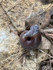 Helminthoglypta sequoicola