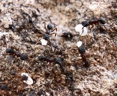 Cyphomyrmex