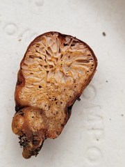 Lactarius silviae