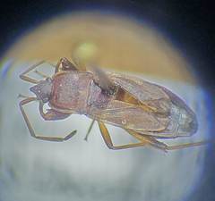 Togodolentus wrighti