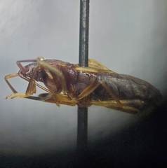 Togodolentus wrighti