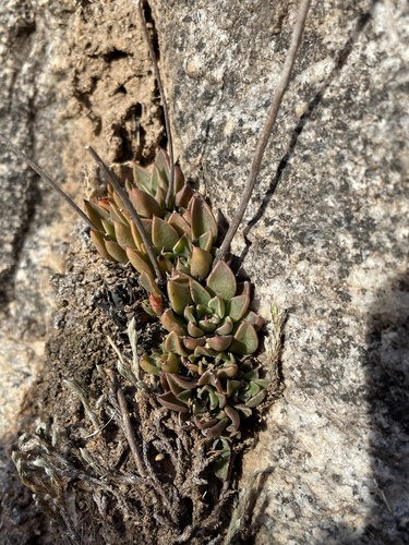 Graptopetalum rusbyi