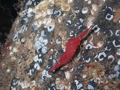 Heptacarpus franciscanus