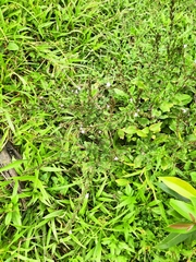 Pseudelephantopus spicatus