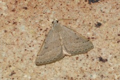 Dichromodes limosa