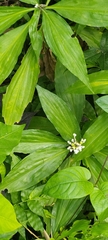 Pollia japonica