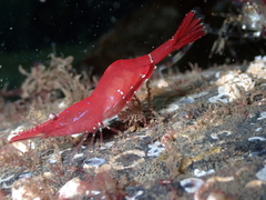 Heptacarpus franciscanus