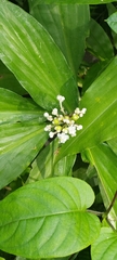 Pollia japonica
