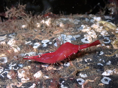 Heptacarpus franciscanus