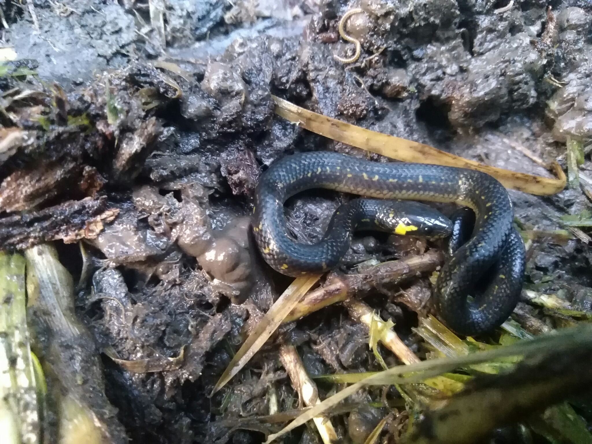 Culebra sabanera por los humedales de Bogotá