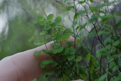 Adiantum jordanii image