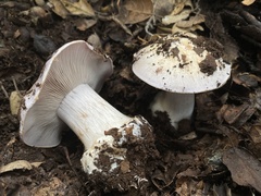 Glaucopodes